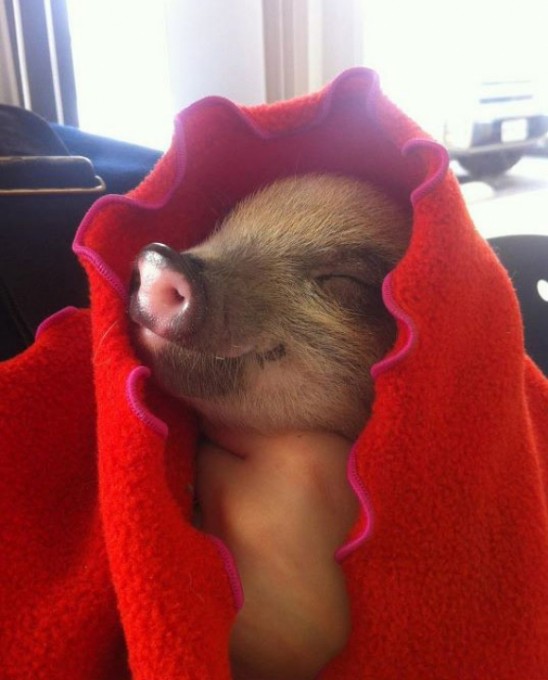 l-Piggie-in-a-blanket