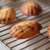 National Cocoa Day | White Chocolate, Pecan, and Cranberry Madeleines