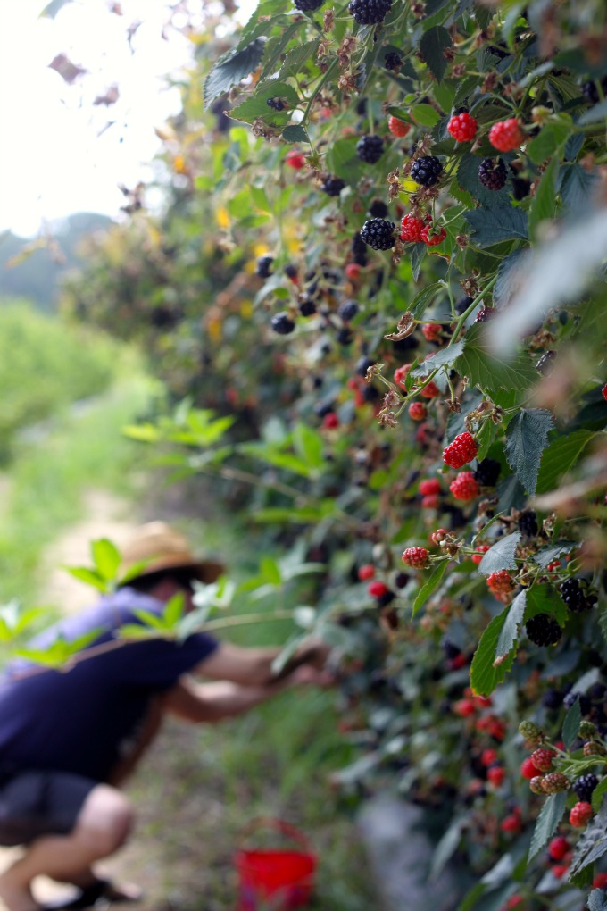 blackberries