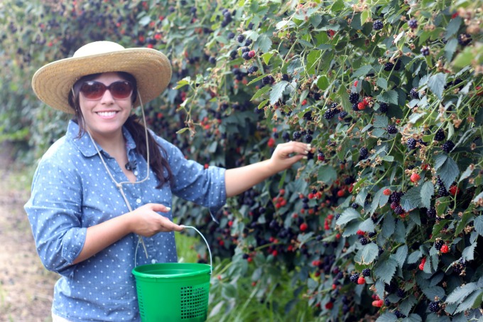 picking-blackberries