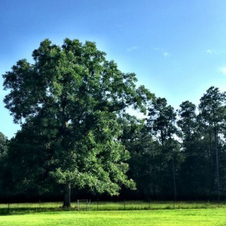 nashville, georgia farm