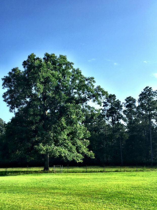 nashville, georgia farm