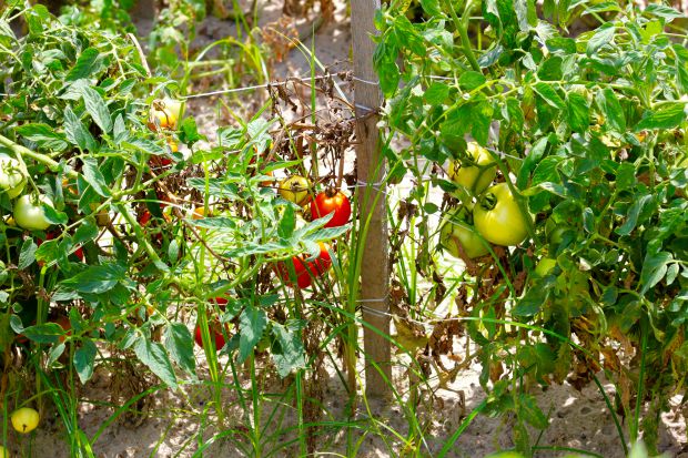tomatoes in nashville, ga