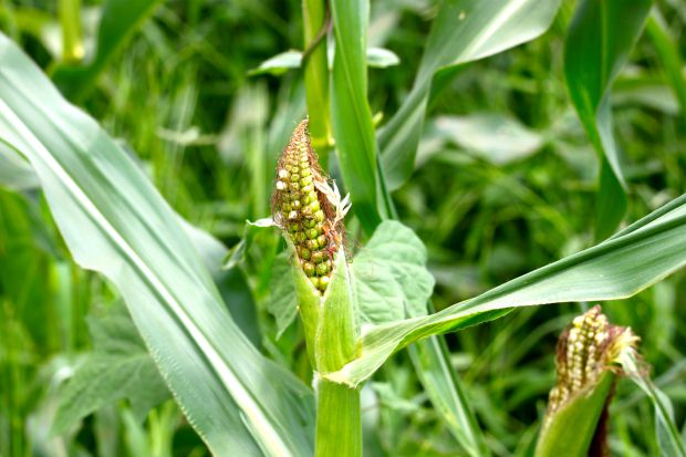 corn in nashville, ga