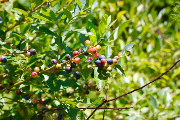 blueberry bushes