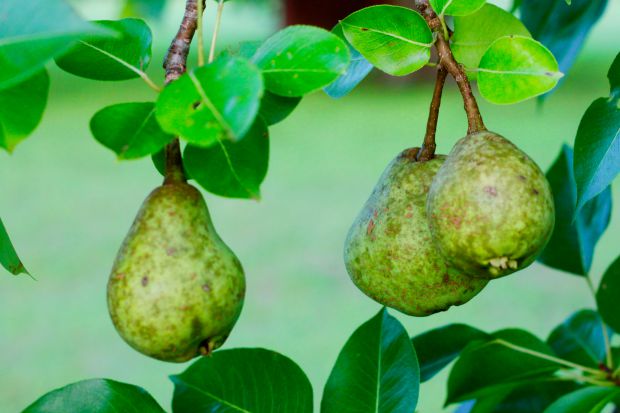 pear tree 