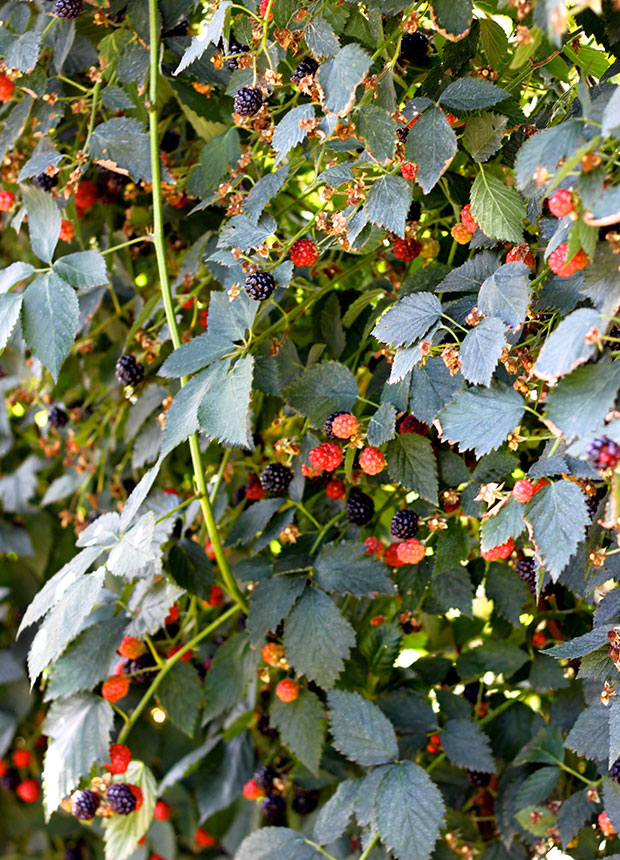 blackberries