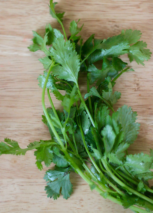 cilantro