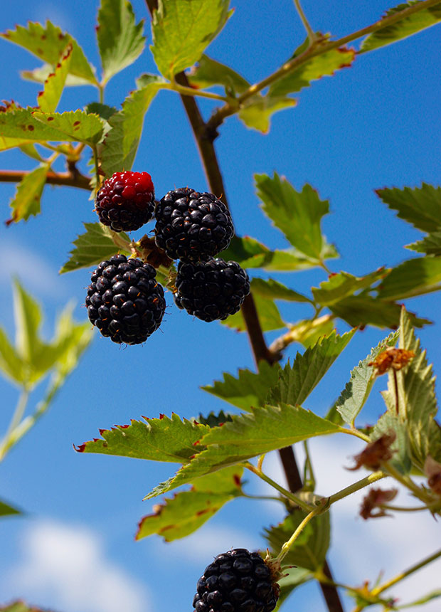close-blackberries-sky