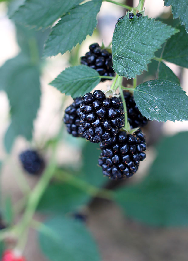 close up blackberries