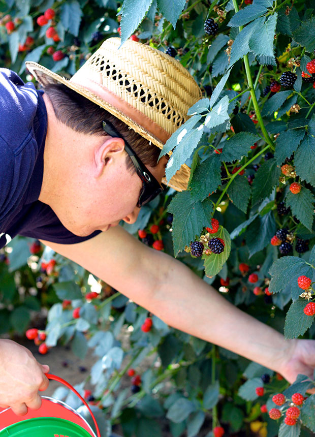 mike-and-blackberries