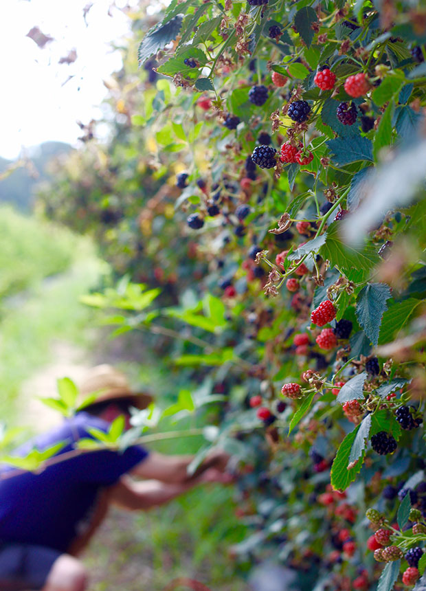 picking-blackberries