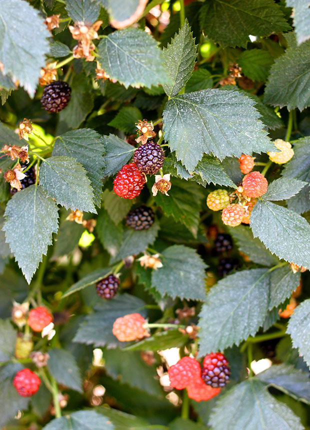 red-blackberries