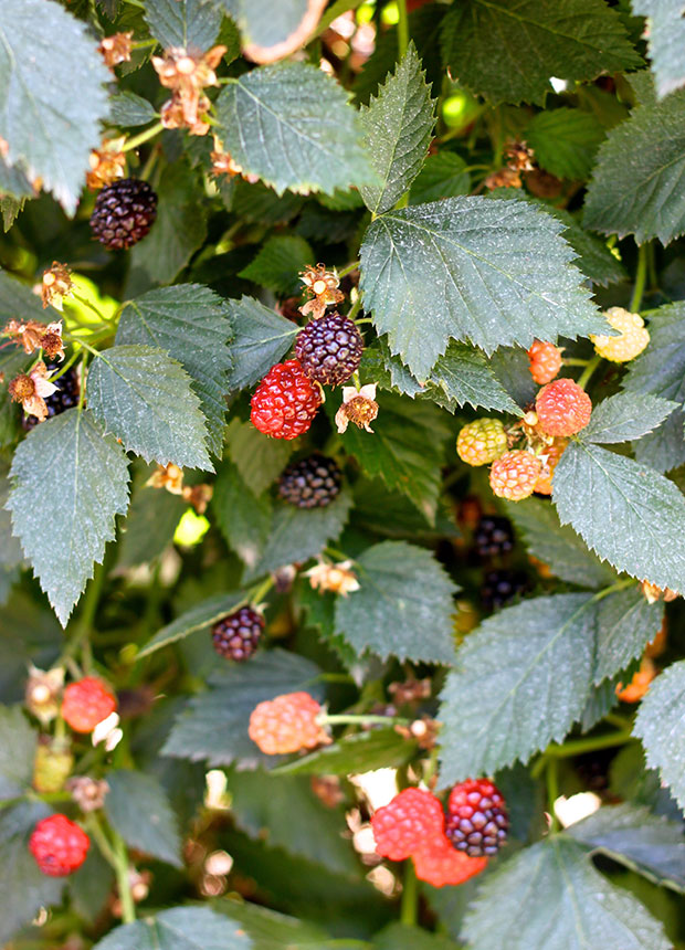 red-blackberries - The Foodie Patootie