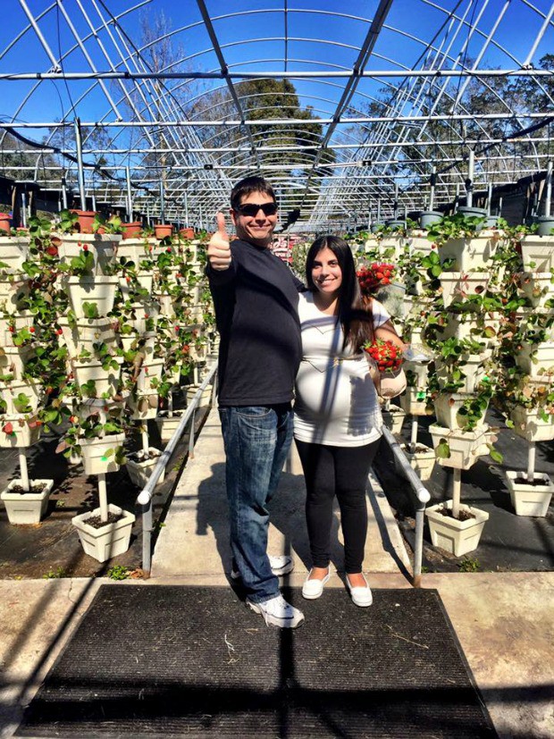 strawberry-picking