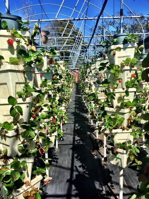 strawberry-picking1